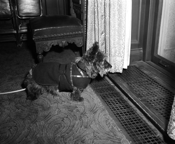 Portrait of Cissie, the Scotch terrier of Governor Walter Kohler, in the governor's office in the Wisconsin State Capitol.