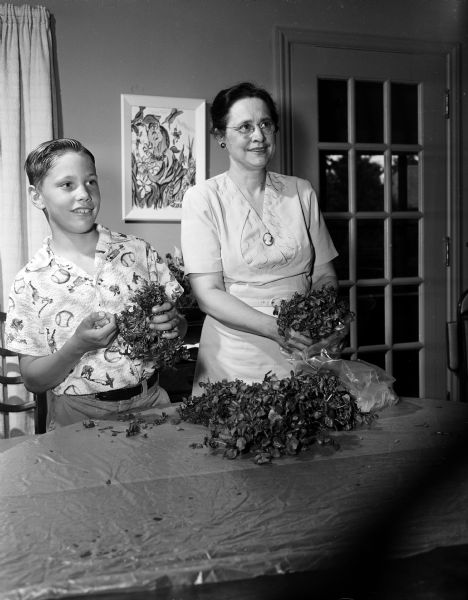 Mae Chidester and her son Philip demonstrate their technique of preparing watercress for shipping to Madison retail outlets. The watercress grows on the land of their summer home near Westfield.
