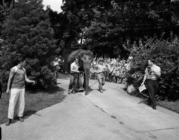 Winkie, the elephant from Vilas Park Zoo, is led by her keepers from indoor winter quarters to her large outdoor elephant yard. This is the 4th annual "coming out" party for the elephant. A crowd of Madison families is seen in the background.