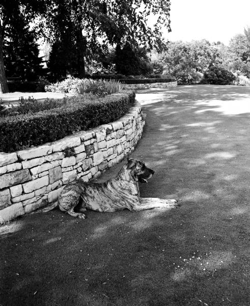 Gregor, a Great Dane dog, resting beside a stone wall in the garden of Mrs. S. L. Odegard in Fox Bluff. The Odegard garden is included in the Attic Angel Home and Garden Tour, an annual event to raise funds for the Attic Angel Nursing Home located at 102 East Gorham Street.