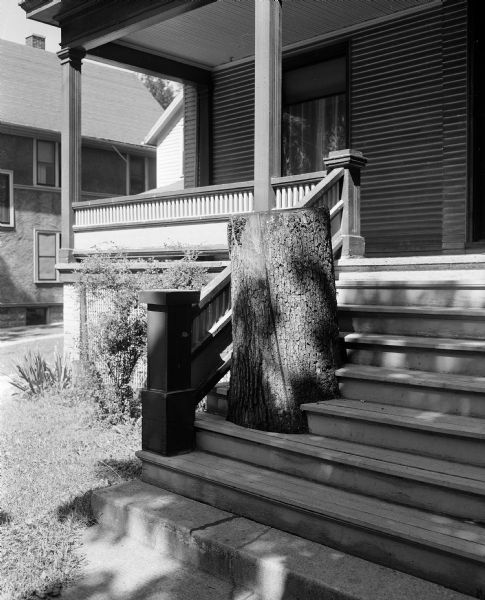 A white oak tree stump sticks out of the second, third, and fourth steps of the front porch at 320 West Doty Street. The house, owned by Kenneth and Jean Danielson, was built in 1902 and the porch steps were built around the growing tree. The upper part of the tree was sawed off in 1950 because of rotting wood.