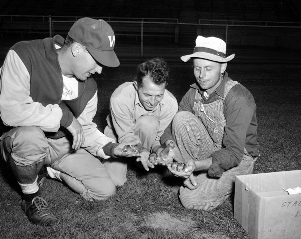 Descendants of a brood of rabbits found at Camp Randall in 1949 are carefully cared for as good luck charms. Assistant U.W. Coach Bob Odell (left) and two grounds maintenance men, Anthony Parisi and Vernie Schuster, are pictured with the little rabbits.