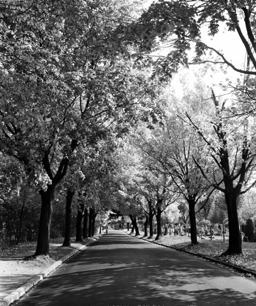 Rows of maple trees, turning color, line the 2600 block of Regent Street. The photograph looks east and part of Resurrection cemetery is visible at right.
