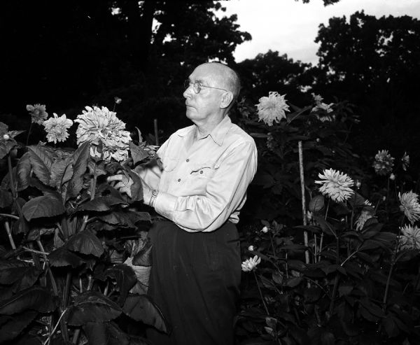 Ira S. Fuller, one of three organizers of the Badger State Dahlia Society's annual show, admires a giant-size blossom.