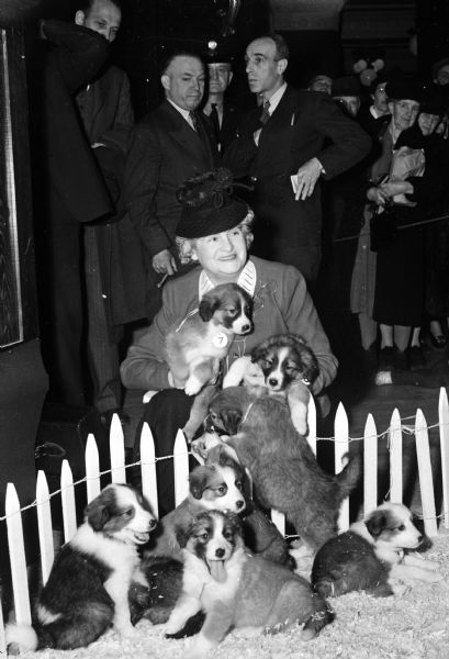 First Lady Mrs. Goodland says goodbye to their Collie puppies in the State Capitol where the puppies were auctioned off for charity. The dejected pup in the lower right hand corner, the runt of the litter, brought $25. Governor Goodland donated the proceeds ($325) from the sale of his dog Tippy's puppies to the Red Cross mobile disaster unit.