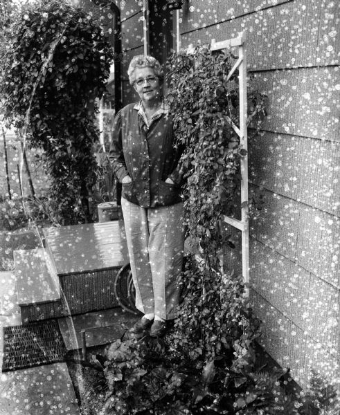 Mrs. W.F. Hintz of 4603 Turner Avenue stands next to her six-foot tropical fuchsia plant, a species which usually doesn't thrive in Wisconsin's climate.