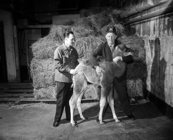 Two men in front of a wall of hay bales posing with a baby camel. The men are Zoo Director Harold Hayes (left) and Bellamy Seals (right, wearing a Zor Shrine fez).  Bellamy Seals was captain of Zor Shrine's camel patrol. The animal was a bactrian (two-humped camel) and weighed about 115 pounds. At the time of the photograph, it was 24 days old and stood 42 inches tall.