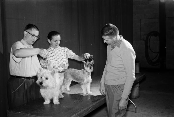 William Marshner, chairman of the show (on right), helping Byron Levene with his white terrier and Leona Lundy with her miniature schnauzer while preparing for the Badger Kennel Club dog show.