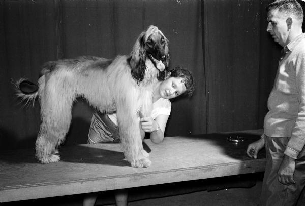 Debby Waskow is shown grooming her Afghan hound for the Badger Kennel Club dog show.