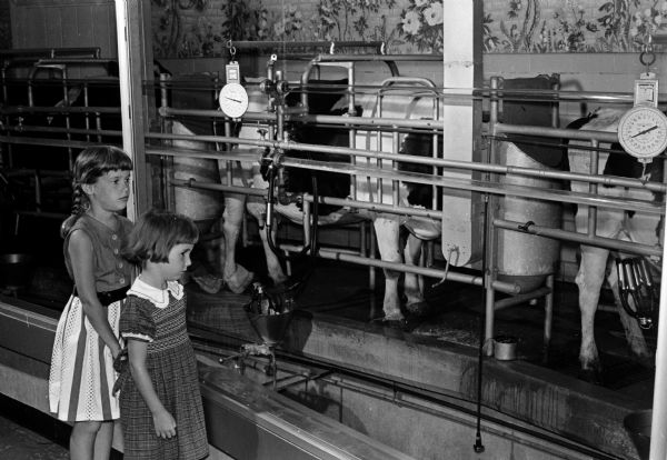 Judith 7, and Barbara, 4, daughters of Dr. and Mrs Richard MacLean of Sheridan, Wyoming, watching cows being milked in the milking parlor at the Bowman Dairy Farm on Fish Hatchery Road. The photograph was taken as part of an article suggesting Madison places and activities for summertime visiting.