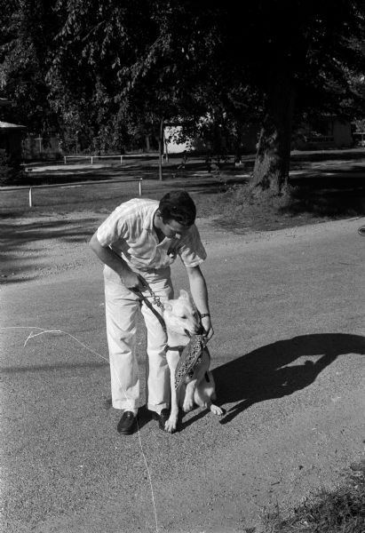 Gypsy, a guide dog at the Cambridge Double-A Guiding Dogs, Inc. school with trainer, Burlee Rowe, demonstrates how the dogs are taught to pick up an article their blind master has dropped. The dog is shown picking up a hat.