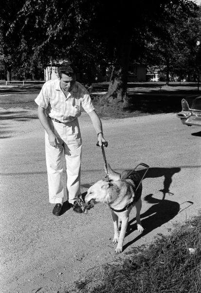 Gypsy, a guide dog at the Cambridge Double-A Guiding Dogs, Inc. School, and her trainer, Burlee Rowe, demonstrating how dogs are taught to pick up an article their blind master has dropped. After picking up the item, the dog is taught to return to her master's right side.