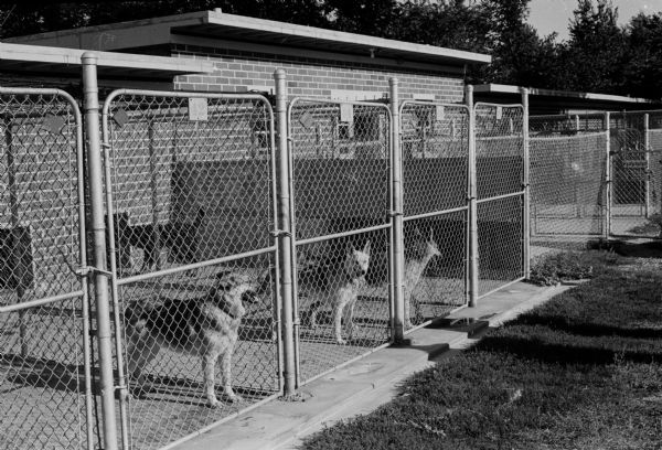 Three guide dogs standing in their kennels at the Cambridge Double-A Guiding Dogs, Inc. School.
