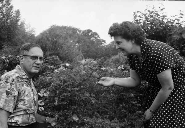 Dr. O. Sidney Orth and Dr. Helen Dickie admiring a rose bush at the Madison Rose Society's public rose show. The doctors were two of a number of physicians active in the American Rose Society.