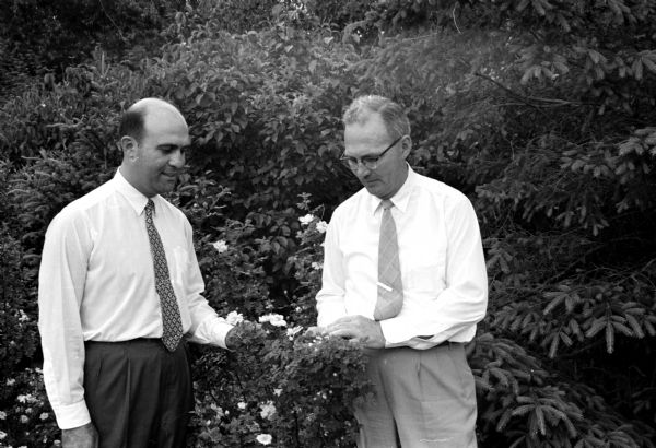 Dr. Henry Suckle (left), one of the Madison Rose Society's many physician rose enthusiasts, admiring flowers in Olbrich Park with James Marshall, city parks commissioner.