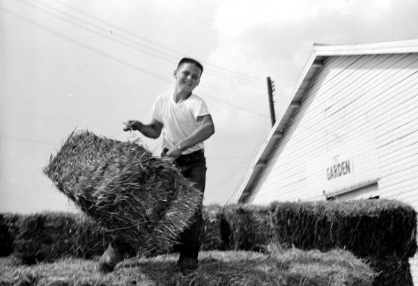 The 1959 Dane County Junior Fair dairy cattle show includes 577 entries. Shown unloading a trailer load of hay bought in by the Hope 4-H Club to feed his Guernsey cows is James Solverson, Rt. 3, Madison.