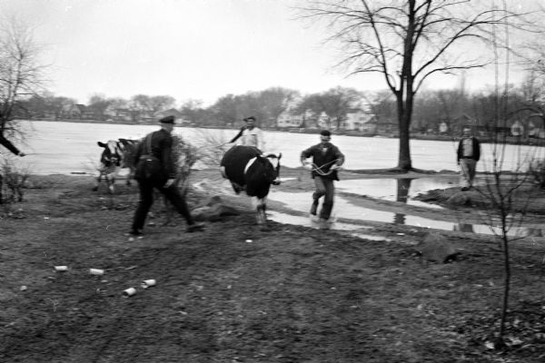 While en route from Oregon prison farm to Oscar Mayer and Co., three cows were frightened by an ambulance siren on the 700 block of West Washington Avenue and broke out of their truck, escaping to the water-covered ice on Monona Bay along West Shore Drive. Image shows a policeman and another man (a prison farm employee?) leading two cows off the ice. Ice and lake side houses are visible in the background.