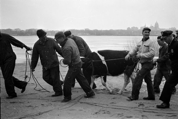 While en route from Oregon prison farm to Oscar Mayer and Co., three cows were frightened by an ambulance siren on the 700 block of West Washington Avenue and broke out of their truck, escaping to the water-covered ice on Monona Bay along West Shore Drive. Image shows four employees of the prison farm at Oregon leading a lassoed cow from Brittingham beach. The caption assures us that the animals were put back on the truck and taken to Oscar Mayer and Co. and 'no one was hurt.'