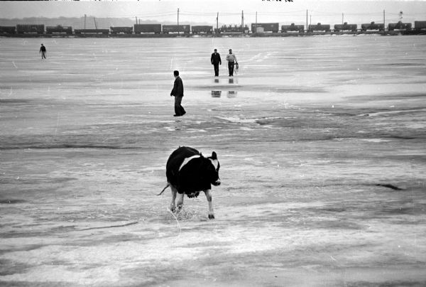 While en route from Oregon prison farm to Oscar Mayer and Co., three cows were frightened by an ambulance siren on the 700 block of West Washington Avenue and broke out of their truck, escaping to the water-covered ice on Monona Bay along West Shore Drive. A cow gallops through the foreground, followed in the distance by three men on the ice.
