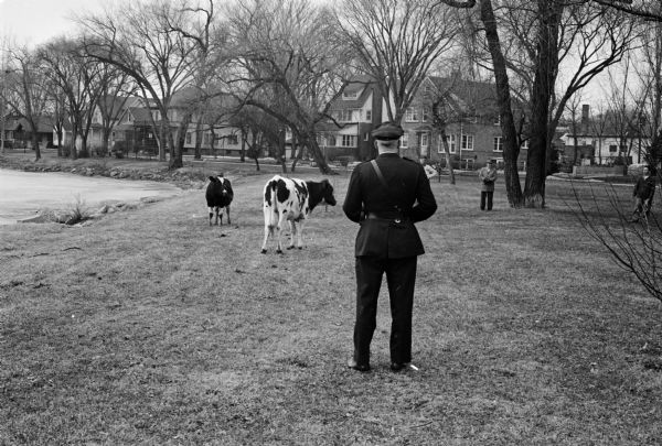 While en route from Oregon prison farm to Oscar Mayer and Co., three cows were frightened by an ambulance siren on the 700 block of West Washington Avenue and broke out of their truck, escaping to the water-covered ice on Monona Bay along West Shore Drive. Two of the cows are standing in Brittingham Park while Policeman Dominic Schiro isvlooking on. Behind them are houses and two herdsmen.