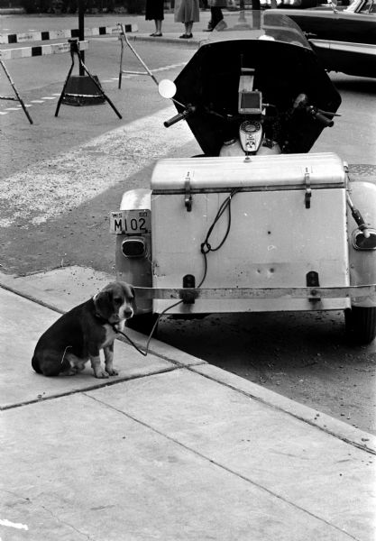 A stray dog is sitting on a sidewalk while leashed to the back of a three-wheeled motorcycle. The illegal beagle was apprehended by Patrolman Allison Alford on Capitol Square and is sitting patiently awaiting the dog-catcher.