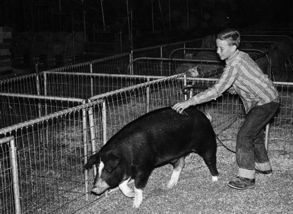 Twelve-year-old Larry Beck, Jr. from Ixonia slapping the purple ribbon on his meat-type Poland China barrow after winning the grand champion honor at the Southern Wisconsin Junior Livestock Exposition.