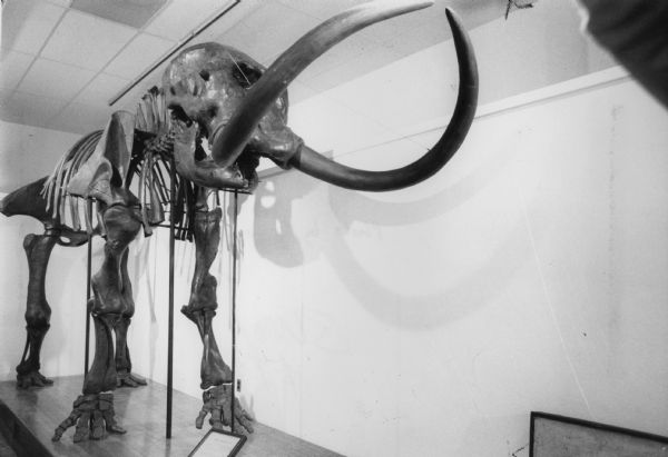 A Mastodon Americanus Cuvier on display in the Science and Natural History Museum in Science Hall on Langdon and Park Streets at the University of Wisconsin Madison. This skeleton was discovered in 1897 near Boaz, and was restored in 1915 by Professors M.G. Mehl and G. M. Schwartz.
