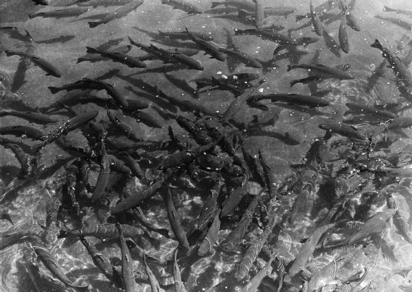 View of what are probably trout fingerlings in the water at the Wisconsin State Fish hatchery (aka Nevin Fish Hatchery, 3911 Fish Hatchery Road), Fitchburg.