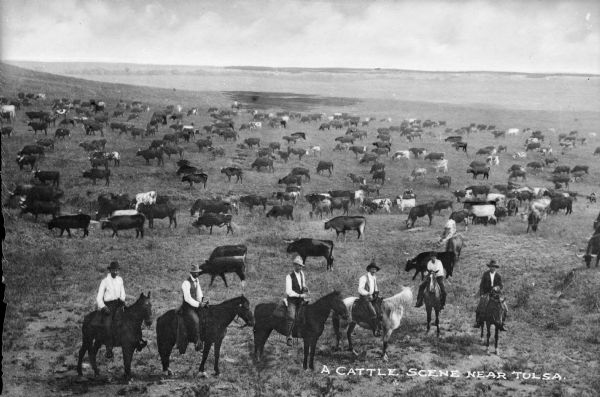 View of several cowboys on horseback on a range near Tulsa, Oklahoma. A large number of cattle can be seen nearby. Text on photograph reads: "A Cattle Scene Near Tulsa."