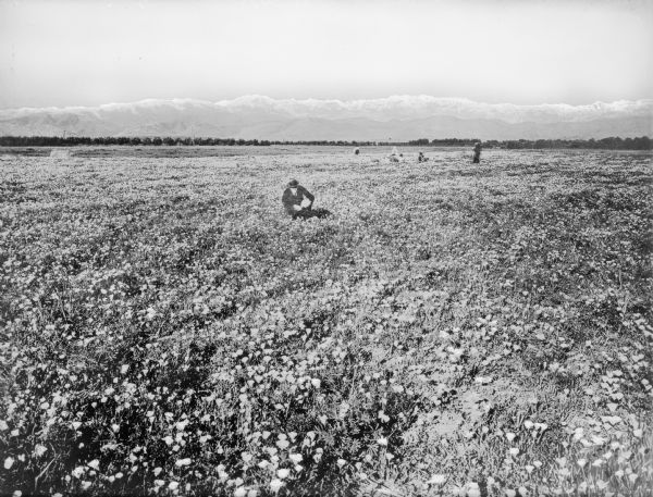 A worker is shown in a California poppy field.