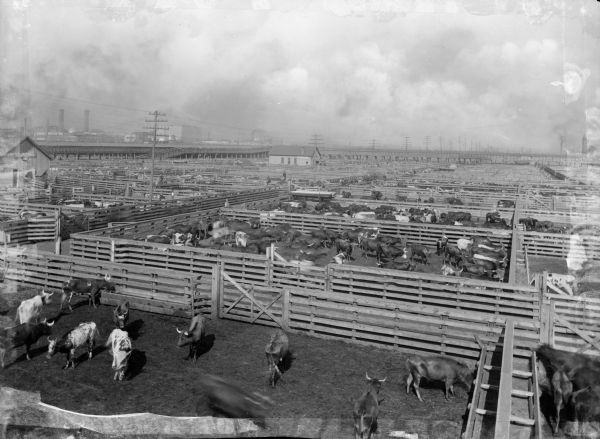 Elevated view of cattle stockyards. Cattle can be seen in many different pens.