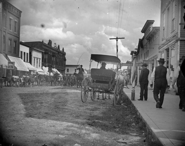 Cattle on Main Street | Photograph | Wisconsin Historical Society