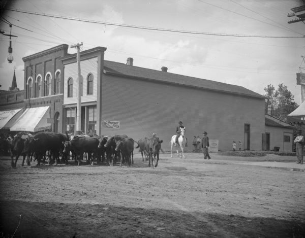 Man driving cattle down Main Street and around the corner down First Street. Storefronts identified from left to right: Monsos Brothers Groceries, Eckern's Jewelry Store, and P.L. Moe and Company Hardware Store.