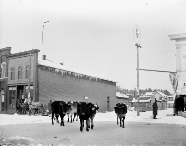 Winter scene with short-horned cattle on snow-covered Main Street, Black River Falls, Wisconsin.