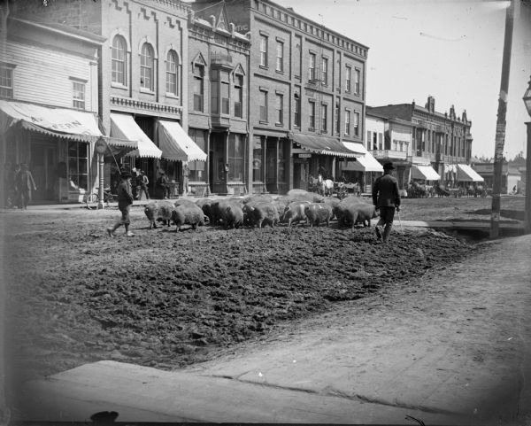 Boy and man herd hogs through town on Main Street, probably on the way to the stockyards near the railroad station on the east side of the Black River. Storefronts identified on Main Street include, from left to right, the A.F. Werner Drugstore, two unidentified storefronts, the First National Bank, an unidentified storefront, and Jones & Marsh.