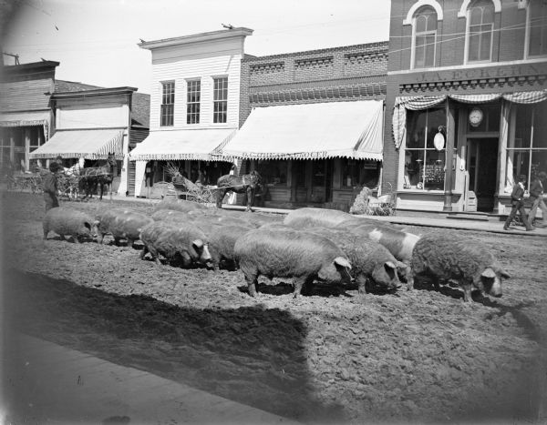 Boy herding hogs through town on Main Street, probably on the way to the stockyards near the railroad station on the east side of the Black River. Storefronts identified, from left to right, include: Cash Grocery, Sprester Brothers Confectionery, Chicago Cheap Store, O.C. O'Hearn Grocery, and J.A. Eckern Jeweler and Stationery.

