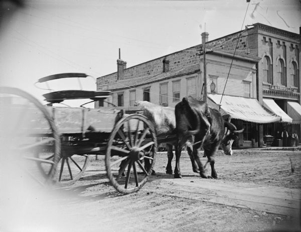Team of two oxen in a yoke pulling an empty wagon without a driver on Main Street, although a line in attached to the yoke from above -- perhaps to put in telephone lines. Storefronts identified from left to right, include: A.F. Werner on the corner and A. Meinhold.