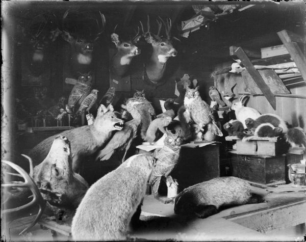 Interior of a taxidermy shop with stuffed animals, possibly the shop of a Mr. Lambert.