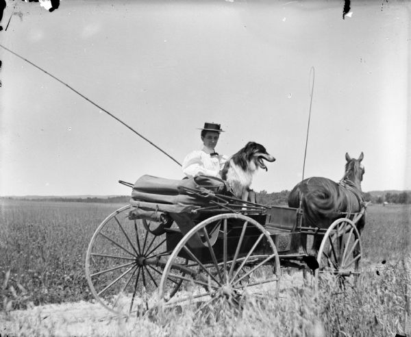 Woman and dog in a top-buggy and horse, with a field in the background. The buggy top is folded back.