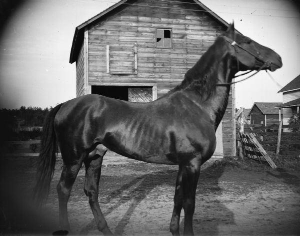 Horse with a long neck and short back in front of a barn. Probably a breeding stallion of a carriage horse breed.
