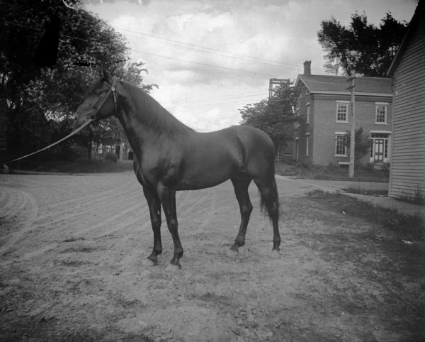 Harness horse of either a trotter or pacer breed, possibly named "Beaver Dam". Abe Bailey's barn is off to the left, and the Langlois-Gulfston Funeral Home, across from City Hall, is to the right.