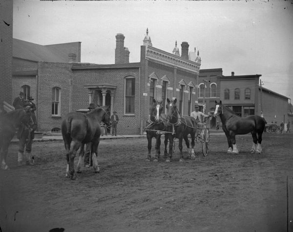 Men displaying draft horses in town.	