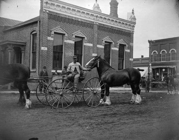 Man in a buggy displaying a stock horse. Men are standing on the sidewalk in the background in front of a brick building.
