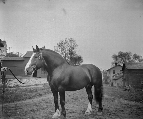 Man (partially obscured) standing on the left holding lead attached to the bridle of a draft horse stallion with a white blaze. They are standing on an unpaved road and buildings are in the background.