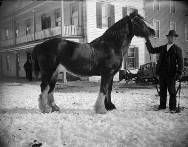Man posing with a draft horse, probably a Clydesdale, in front of the Merchants Inn. There were many draft stallions, English Shire, Clydesdale, Norman Percheron, and Belgians raised south of Black River Falls for driving and breeding purposes. J.A. "Abe" Bailey and Gaylord of Melrose were two prominent horsemen. They competed in the horse and team pulling contests at the Jackson County Fair. Bailey sometimes won the team contest, but Gaylord had a 1400 pound mare which was unbeatable.	
