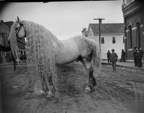 Breeding stallion of a draft horse breed with a long mane posing on Main Street. The horse was probably owned by Jack Allison (or John  Ellison), from south of Taylor, Jackson County.