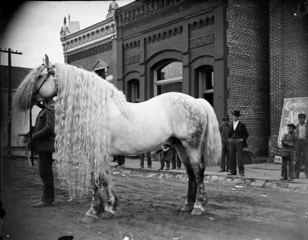 A stallion with long curly mane, owned by Jack Allison. Allison, a horse dealer from Taylor County, and the horse stand in front of the Post Office on Main Street.