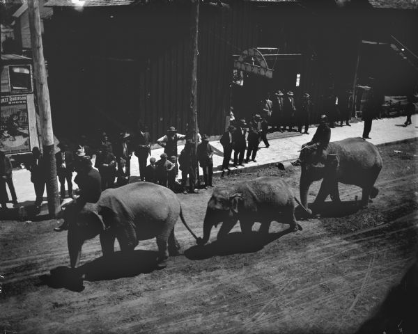 Three elephants parading trunk-to-tail through town.	