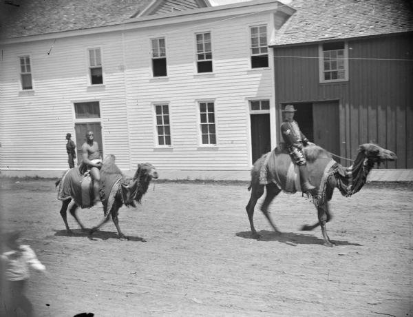 Slightly elevated view of circus performers riding camels in the street in a parade.