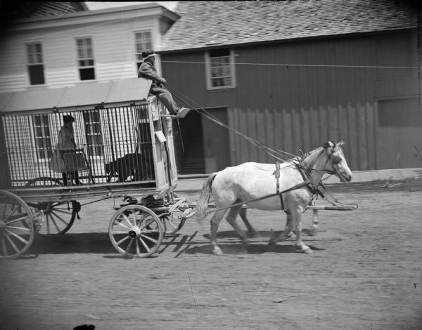 Man driving a circus wagon with a cage through town with a team of two horses. The cage is holding a leopard and a girl inside.